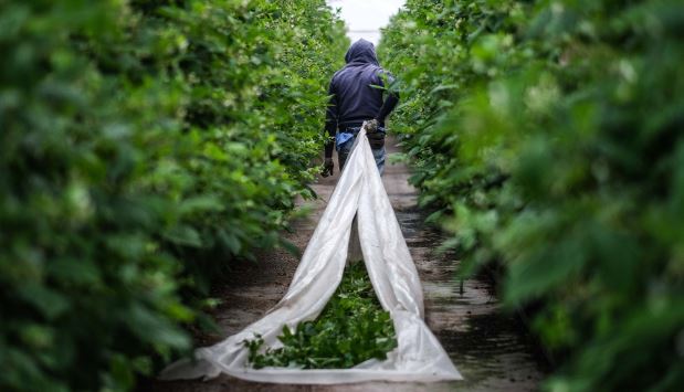 Trabalhadores estrangeiros por contra de outrem sobem 35,5%