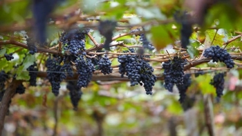 Empresas de Vinho Madeira temem falta de produção de uvas no futuro (áudio)