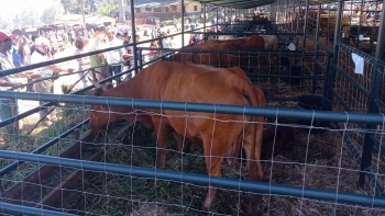 Associação de Agricultores lamenta as condições da feira do gado (vídeo)