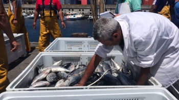 Pescadores capturaram 500 toneladas de gaiado para… estudo (vídeo)