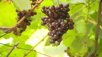 Imagem de Instituto estima uma descida na produção de vinho (vídeo)