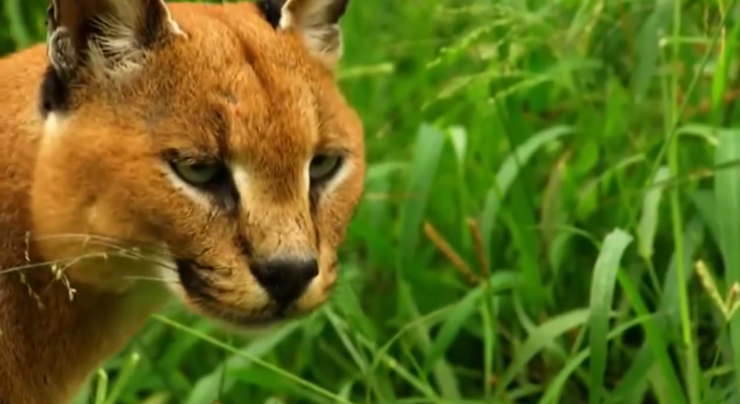 Lince selvagem encontrado em habitação no Funchal