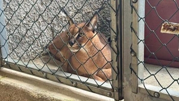 Imagem de Lince devolvido aos donos