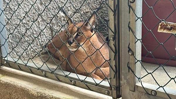 Lince devolvido aos donos