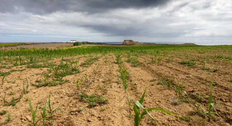 Alterações climáticas podem matar até 14,5 milhões até 2050