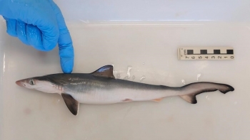 Cientistas brasileiros encontram cocaína em organismo de tubarões no Rio de Janeiro