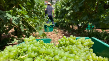 Estimativas apontam para quebra entre 20% a 30% na produção de uvas (áudio)