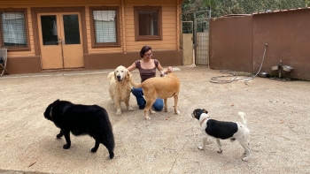 Le Petz no Arco da Calheta acolhe 50 cães e gatos (áudio)