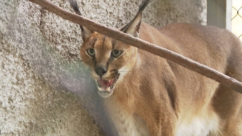 Lince do deserto devolvido à dona (vídeo)