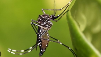 Calor e humidade trouxeram mais mosquitos (áudio)