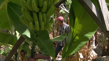 Biólogo-agricultor espera maior aposta na agricultura e silvicultura (vídeo)