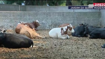 Vacaria no Jardim da Serra ameaçada pelas chamas (vídeo)