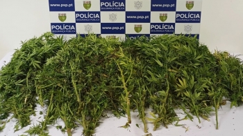 PSP apreende 9 quilogramas de marijuana