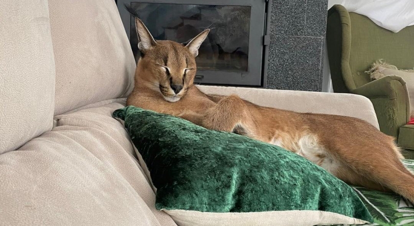 Lince ‘Bores’ morreu