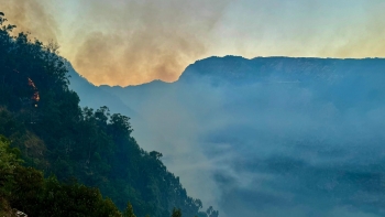 Fogo pode ameaçar “relíquia” da floresta Laurissilva