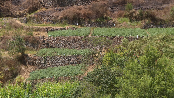 Animais em áreas agrícolas a fazer a limpeza de terrenos (vídeo)