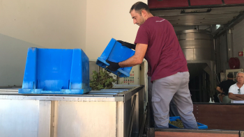 Empresas produtoras de vinho Madeira já receberam cerca de 900 toneladas de uva (vídeo)