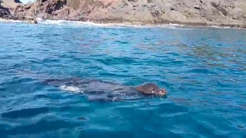 Colónia de lobos marinhos constituída por cerca de 30 crias (áudio)