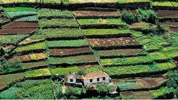 Madeira pede reforço dos apoios do POSEI  (áudio)