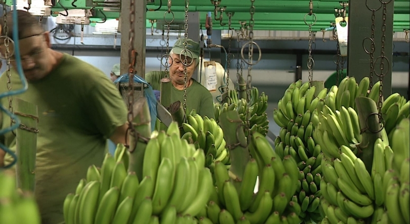 Comercialização de banana diminuiu 3,0% face ao ano anterior