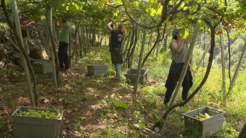 Quinta do Barbusano estima uma quebra de 20 por cento (vídeo)