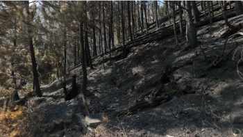 Faltou um ataque inicial robusto nos incêndios da Madeira (vídeo)