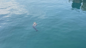 Lobo marinho atrai curiosos após aparição no Porto do Funchal (vídeo)