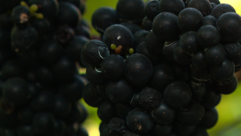 Imagem de Quebra a rondar os 20% na produção de uvas para vinho Madeira (vídeo)