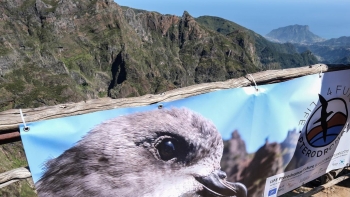 Vigilantes da natureza vão acompanhar a Freira da Madeira até outubro (áudio)