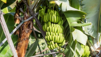 Mais de 500 produtores ainda com dinheiro a receber (áudio)