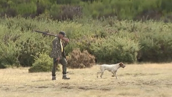 Polícia Florestal já recolheu sete cães de caça perdidos na serra