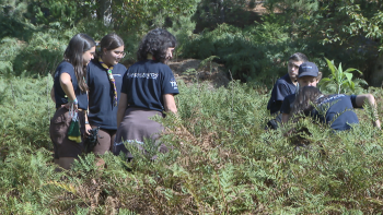 Cerca de 180 escoteiros na Região plantaram árvores no Montado do Pereiro (vídeo)