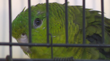 Imagem de 1ª edição do Madeira International Bird Exhibition este fim de semana (vídeo)