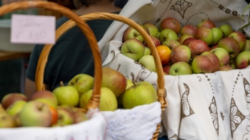 Começa hoje mais uma edição da Festa da Maçã na Camacha