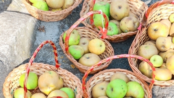 Ano desafiante para a produção de maçã na Camacha