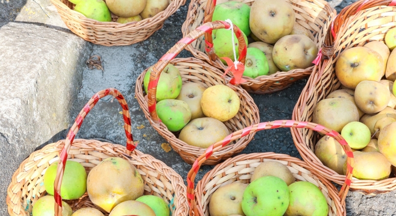 Ano desafiante para a produção de maçã na Camacha