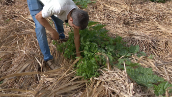 Imagem de Madeira e Açores reivindicam mais verbas para o setor primário (vídeo)