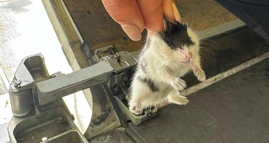 Avião retido com 100 hamsters à solta no porão