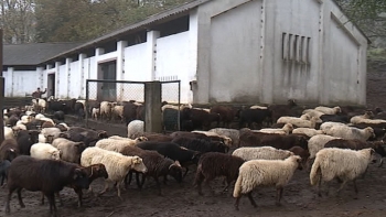 Madeira não vacina contra o surto da língua azul (vídeo)