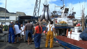 Quota de pesca do atum patudo para a Madeira deverá aumentar (áudio)