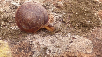 Madeira recuperou espécie em vias de extinção (áudio)