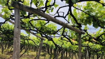 Imagem de Menos explorações, maior área agrícola