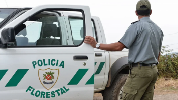 Imagem de Polícia Florestal identificou empresa que estava a extrair pedra no Paul do Mar