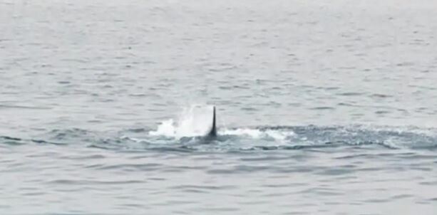 Tubarão mata turista que nadava fora de zona balnear