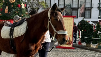 Muitas crianças tiveram a experiência de montar a cavalo (áudio)