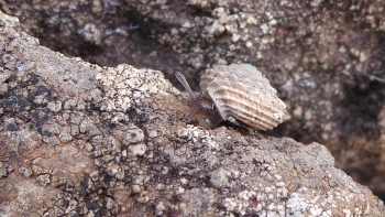 Mais de 1.300 caracóis em perigo de extinção reintroduzidos no Bugio