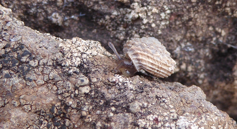 Mais de 1.300 caracóis em perigo de extinção reintroduzidos no Bugio