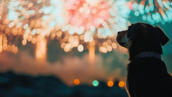 Animais passam momentos aflitivos durante o fogo de artifício (áudio)