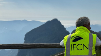 IFCN detetou madeira e bambu com sinais visíveis de infestação por insetos à venda