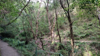 Imagem de Decreto que estabelece regime jurídico do Inventário Florestal da Madeira publicado em Diário da República (áudio)